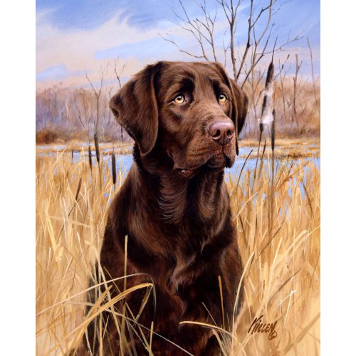 Malování podle čísel - LABRADOR  na rámu 40 x 50 cm