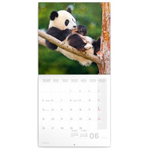 Poznámkový kalendář Pandy 2023, 30 × 30 cm - obrázek