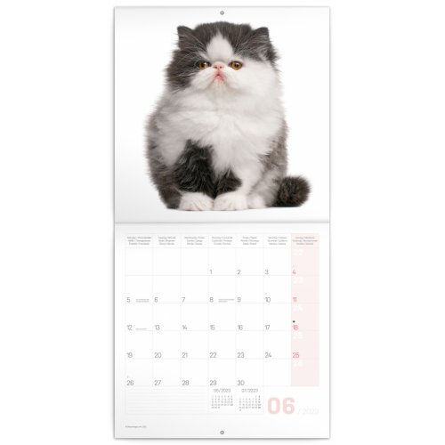 Poznámkový kalendář Koťata 2023, 30 × 30 cm - obrázek
