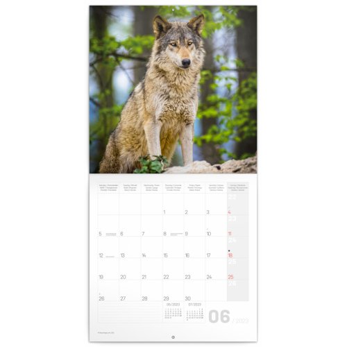 Poznámkový kalendář Vlci 2023, 30 × 30 cm - obrázek