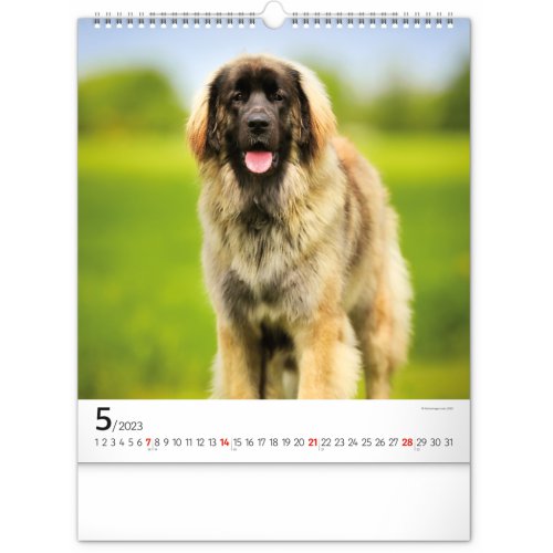 Nástěnný kalendář Psi 2023, 30 × 34 cm - obrázek