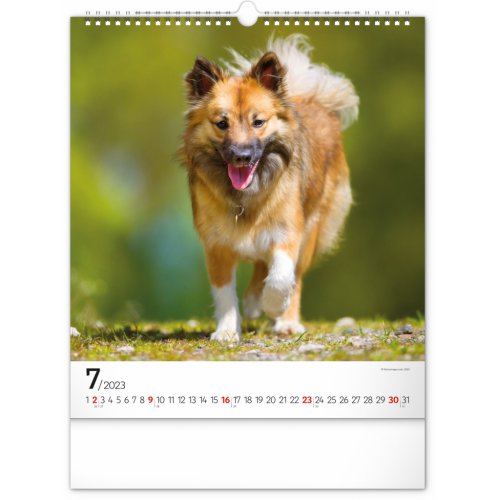 Nástěnný kalendář Psi 2023, 30 × 34 cm - obrázek