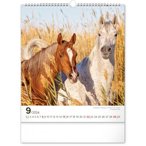 Nástěnný kalendář Koně 2024, 30 × 34 cm - obrázek