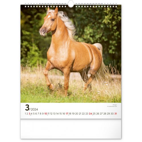 Nástěnný kalendář Koně 2024, 30 × 34 cm - obrázek