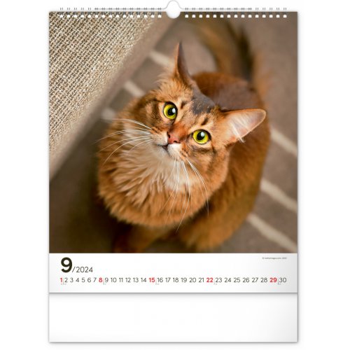 Nástěnný kalendář Kočky 2024, 30 × 34 cm - obrázek