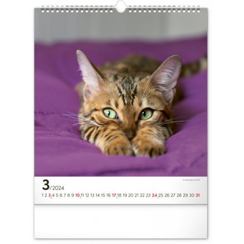 Nástěnný kalendář Kočky 2024, 30 × 34 cm - obrázek