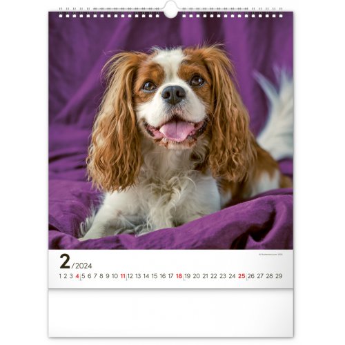 Nástěnný kalendář Psi 2024, 30 × 34 cm - obrázek