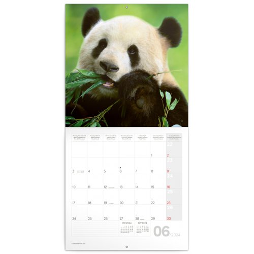 Poznámkový kalendář Pandy 2024, 30 × 30 cm - obrázek