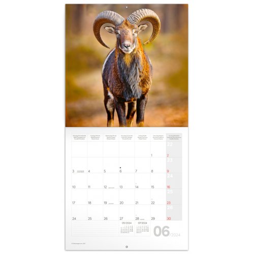 Poznámkový kalendář Zvířátka z lesa 2024, 30 × 30 cm - obrázek