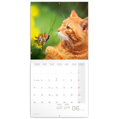 Poznámkový kalendář Kočky 2024, 30 × 30 cm - obrázek