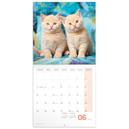 Poznámkový kalendář Koťata 2024, 30 × 30 cm - obrázek