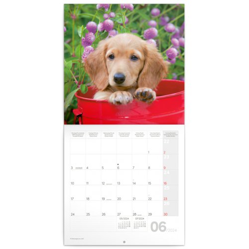 Poznámkový kalendář Psi 2024, 30 × 30 cm - obrázek