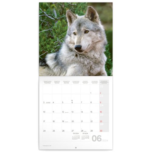Poznámkový kalendář Vlci 2024, 30 × 30 cm - obrázek