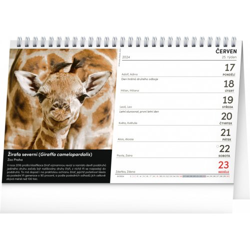 Stolní kalendář Za zvířaty do zoo – Miroslav Bobek 2024, 23,1 × 14,5 cm - obrázek